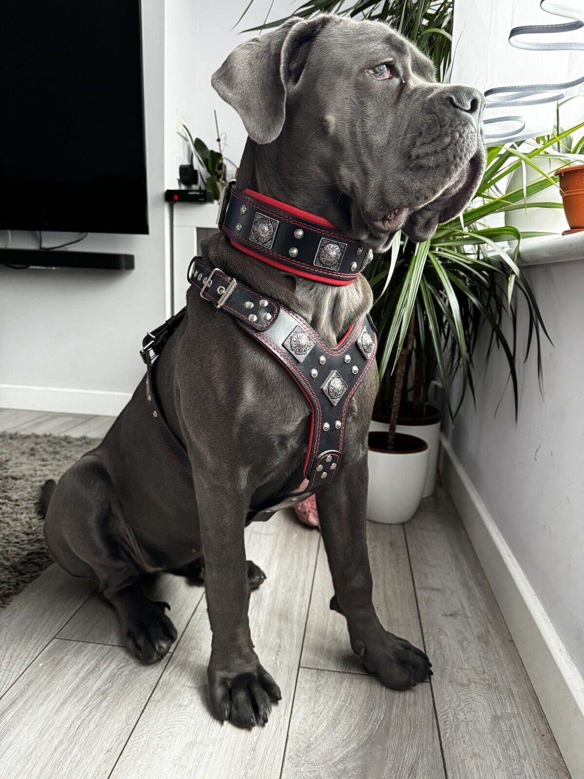 "Eros" Big Dog SET- Harness - Collar - Lead. Black & Red