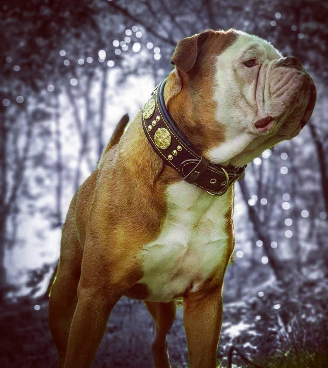 The "Maximus" Collar 2.5-inch Wide. Brown & Gold