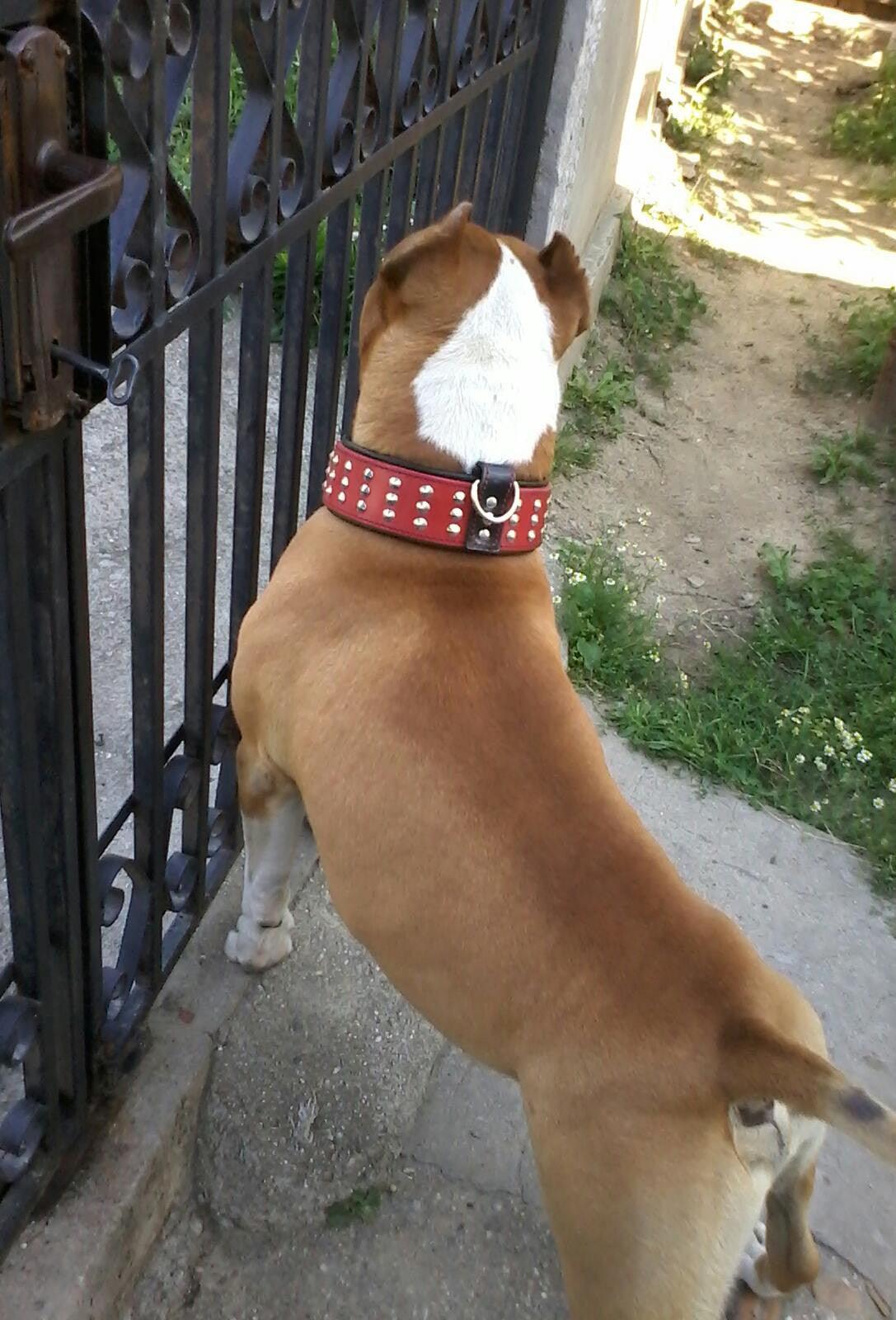 The "Star" Dog SET - Collar & Leash. Red