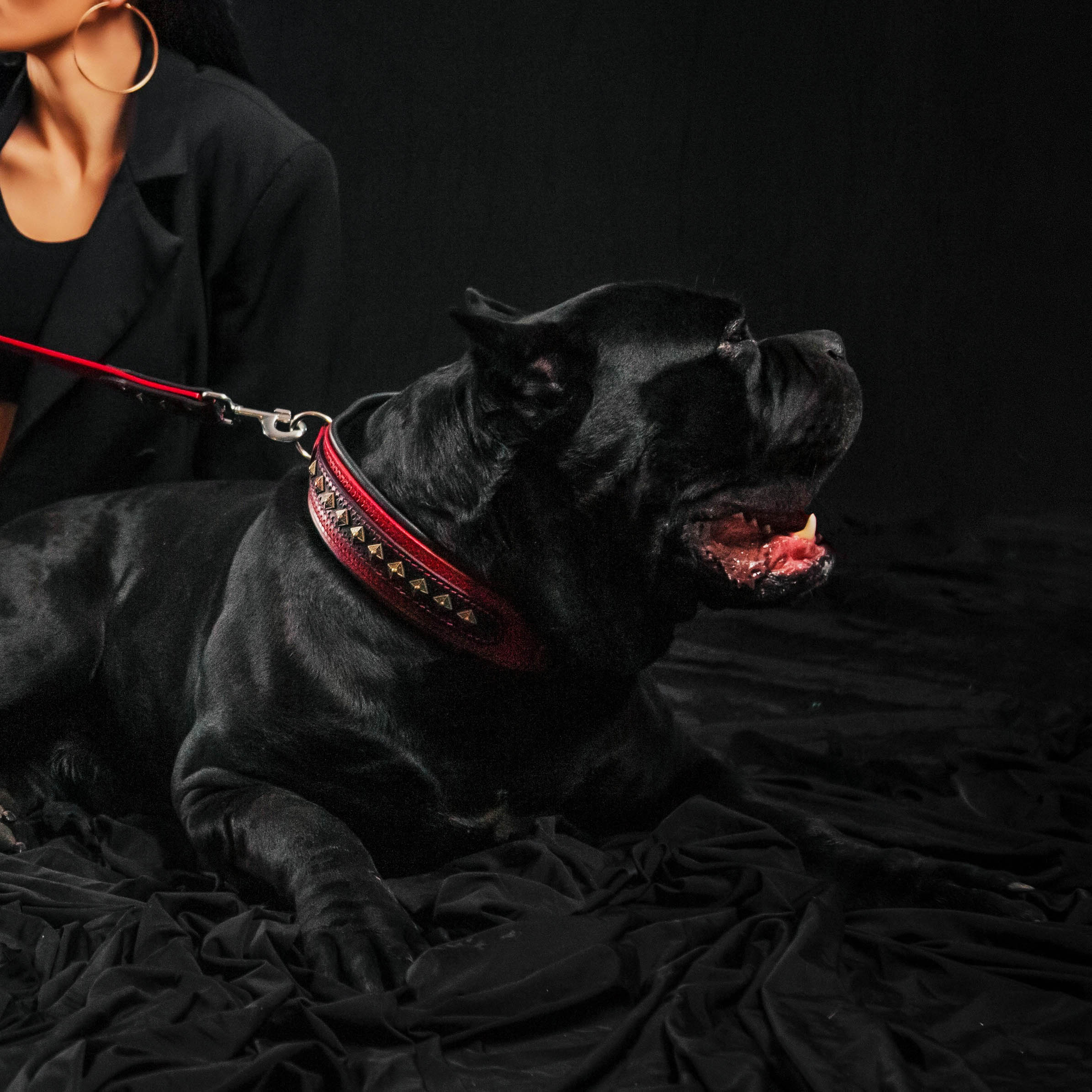 The "Balteus" Dog Collar. Red