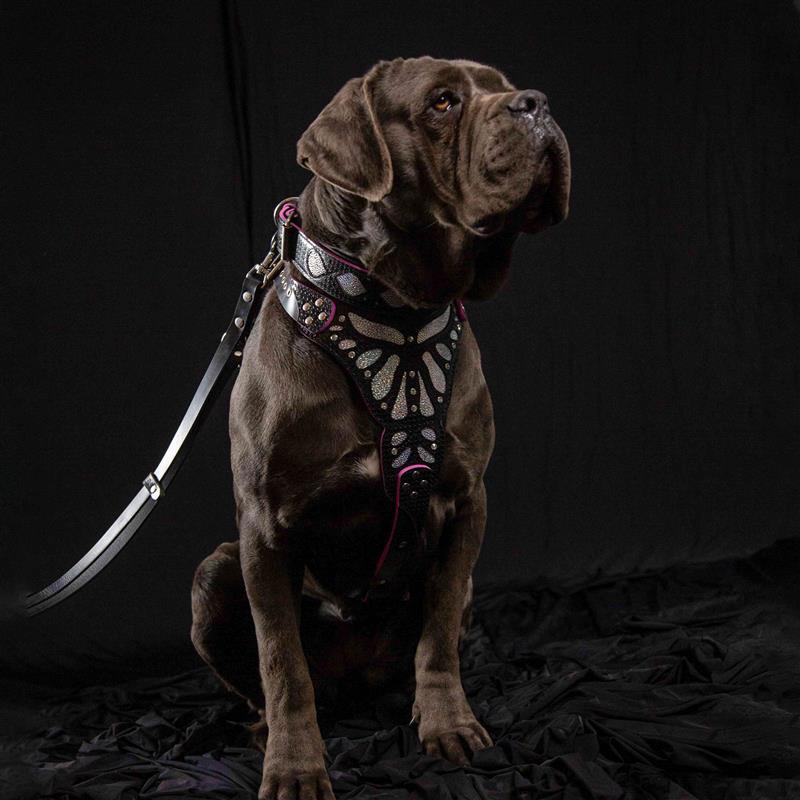 The "Ariel" Dog Collar