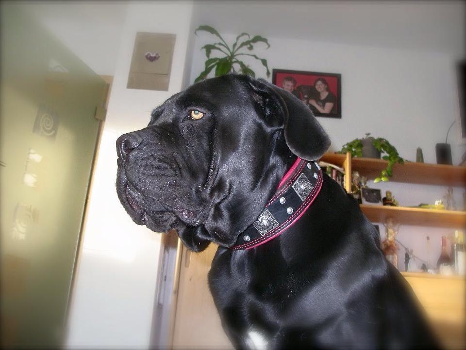 The "Eros" Dog Collar 2.5-inch Wide. Black & Red