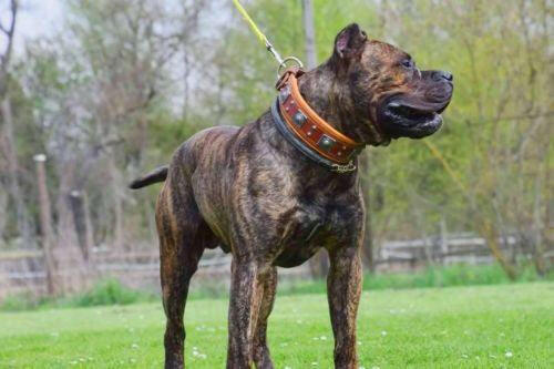 The "Eros" Dog Collar 2.5-inch Wide. Brown