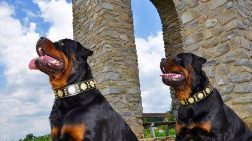 The "Maximus" Dog Collar 2.5-inch Wide. Black & Gold