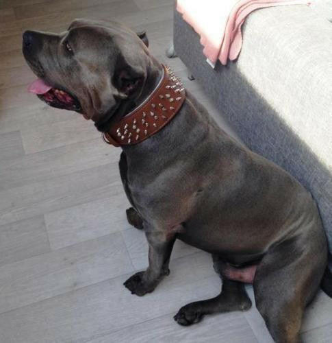 The "Crown" Dog Collar