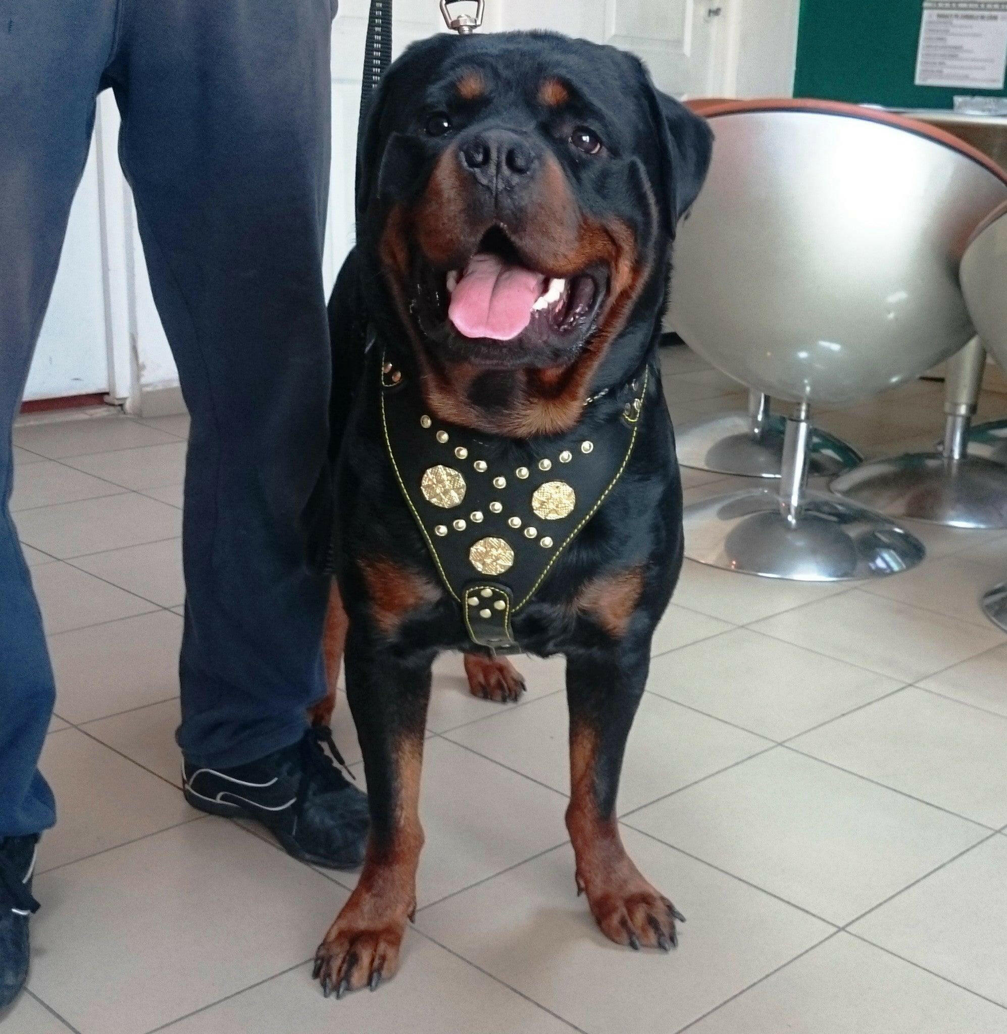 The "Maximus" Dog Harness. Black & Gold