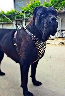 The "Gladiator" Dog Harness