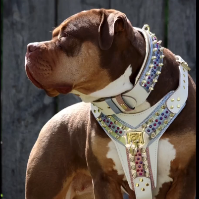 THE "Candy" Dog Harness