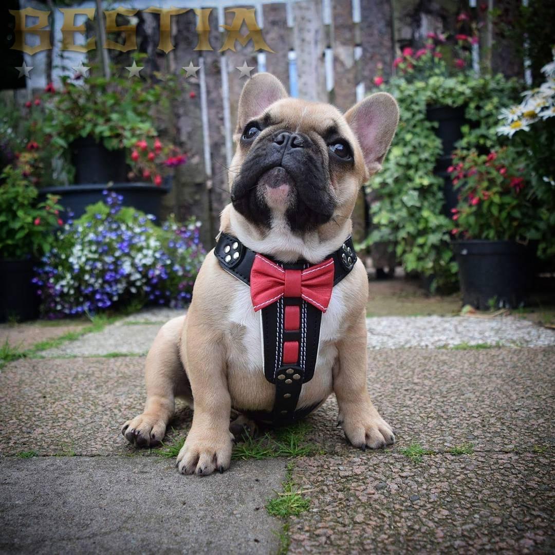 The "Bowtie" Handmade Leather Dog Harness Small to Medium Breeds. Black