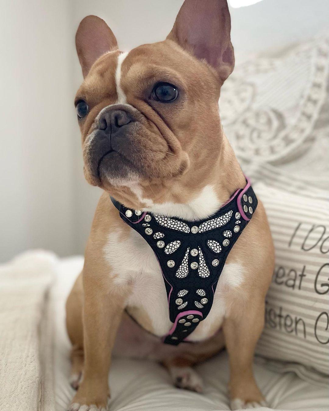 The "Ariel" Dog Harness for Small to Medium Breeds