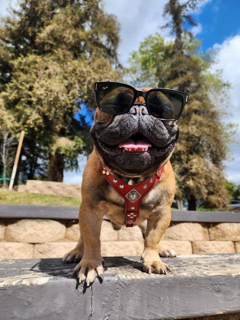 The "Eros" Dog Harness - Medium Size. Black