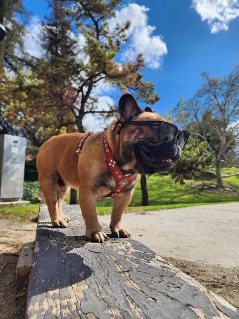 The "Eros" Dog Harness - Medium Size. Black