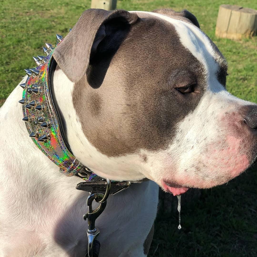 "Chameleon" LIMITED Big Dog Collar