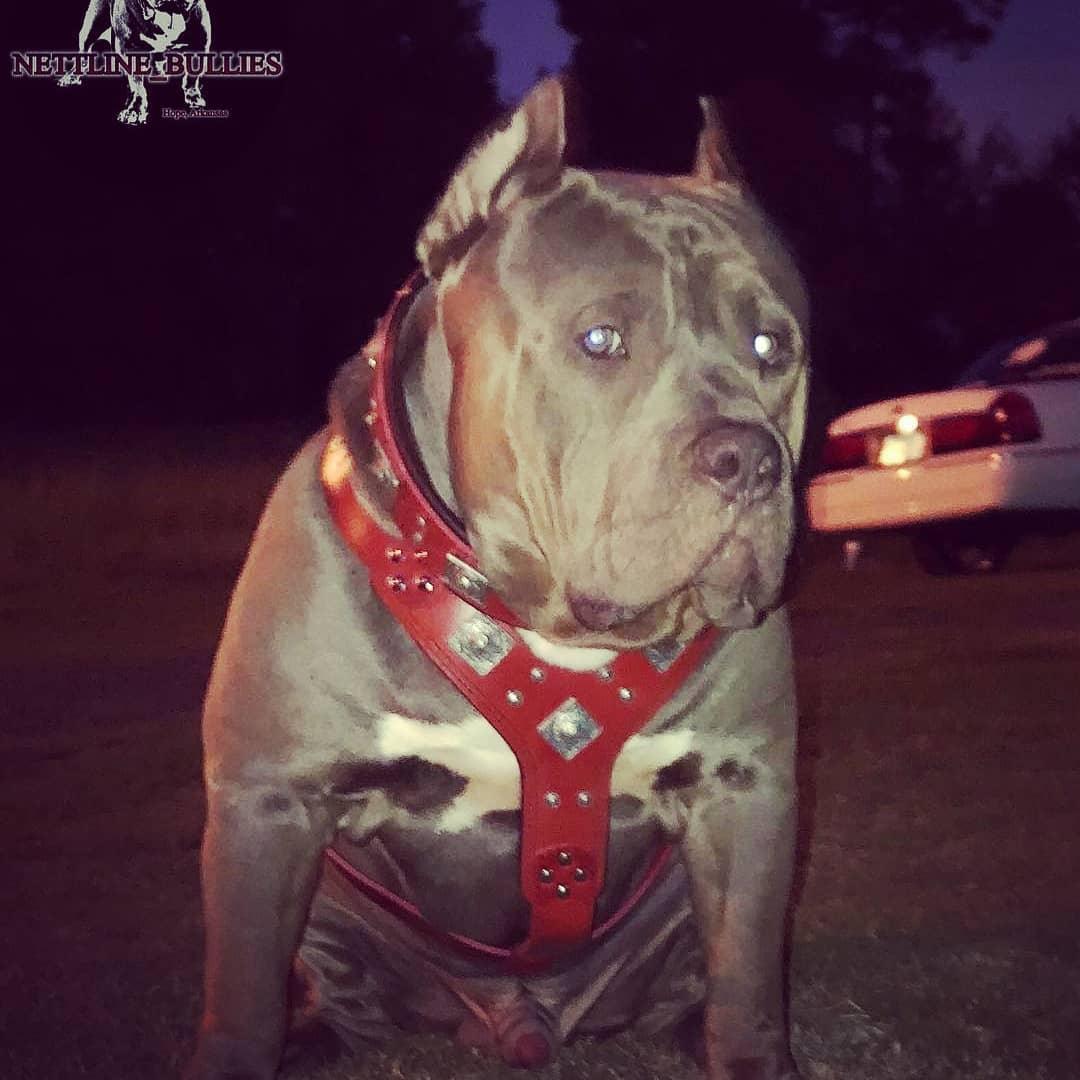 The "Eros" Dog Harness. Red
