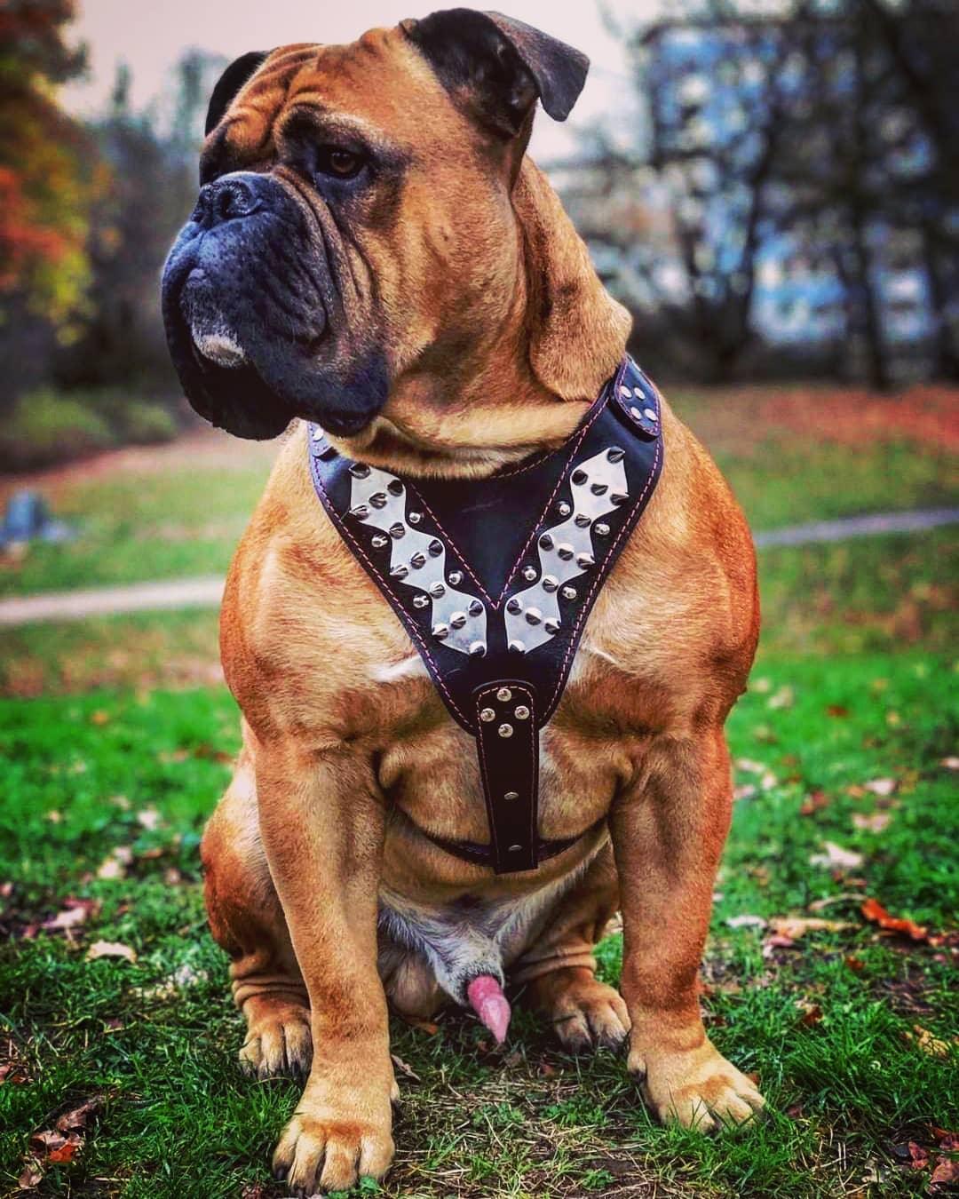 The "Steel" Dog Harness