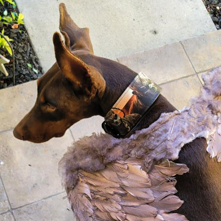 The "Scare" Dog Collar Limited
