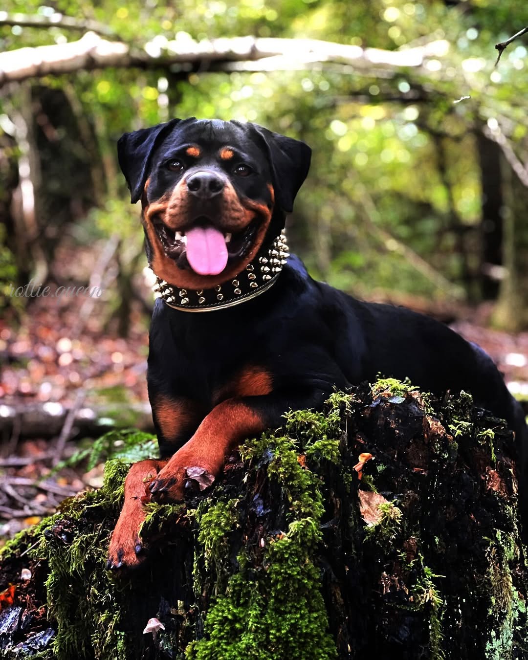 The "Gold Giant" Dog Collar