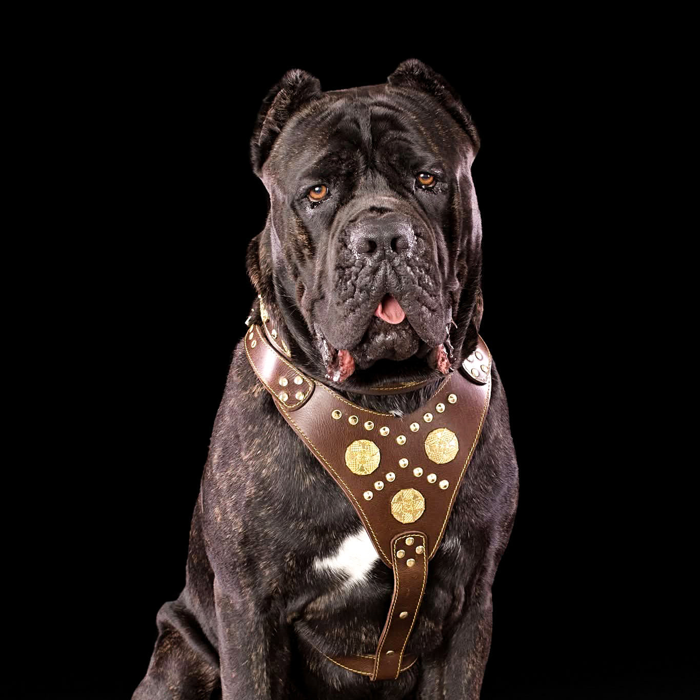 The "Maximus" Dog Harness. Brown