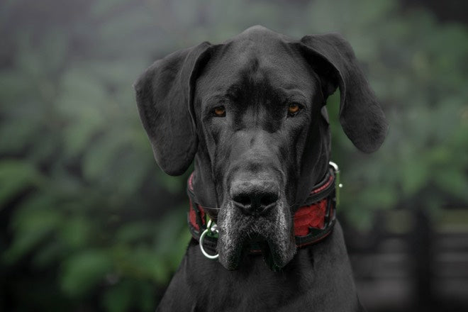 The "Red Dragon" Dog Collar