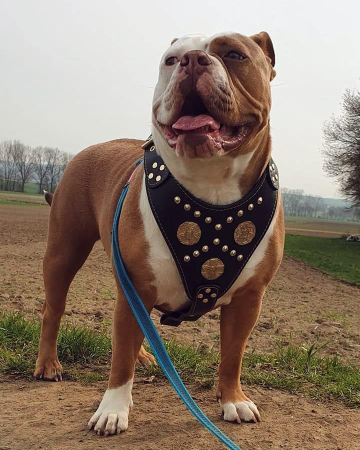 The "Maximus" Dog Harness. Black & Gold