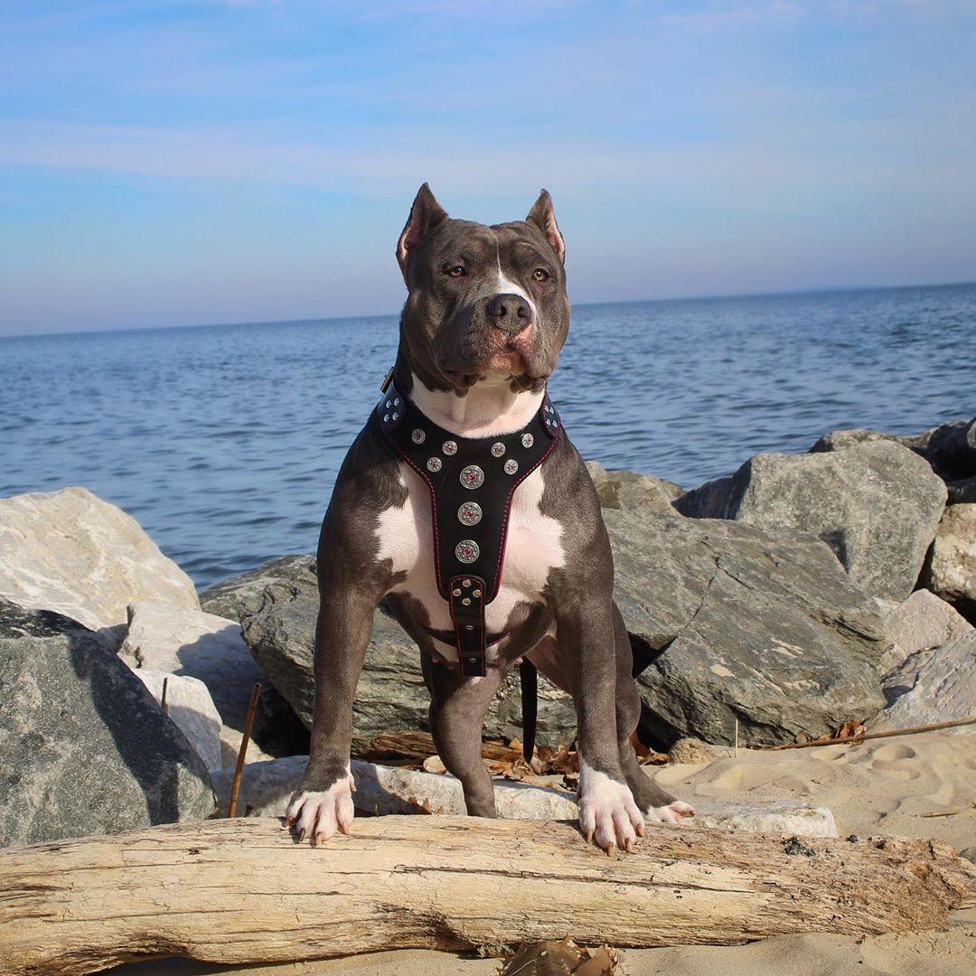 "Bijou" Big Dog Harness. Black & Red