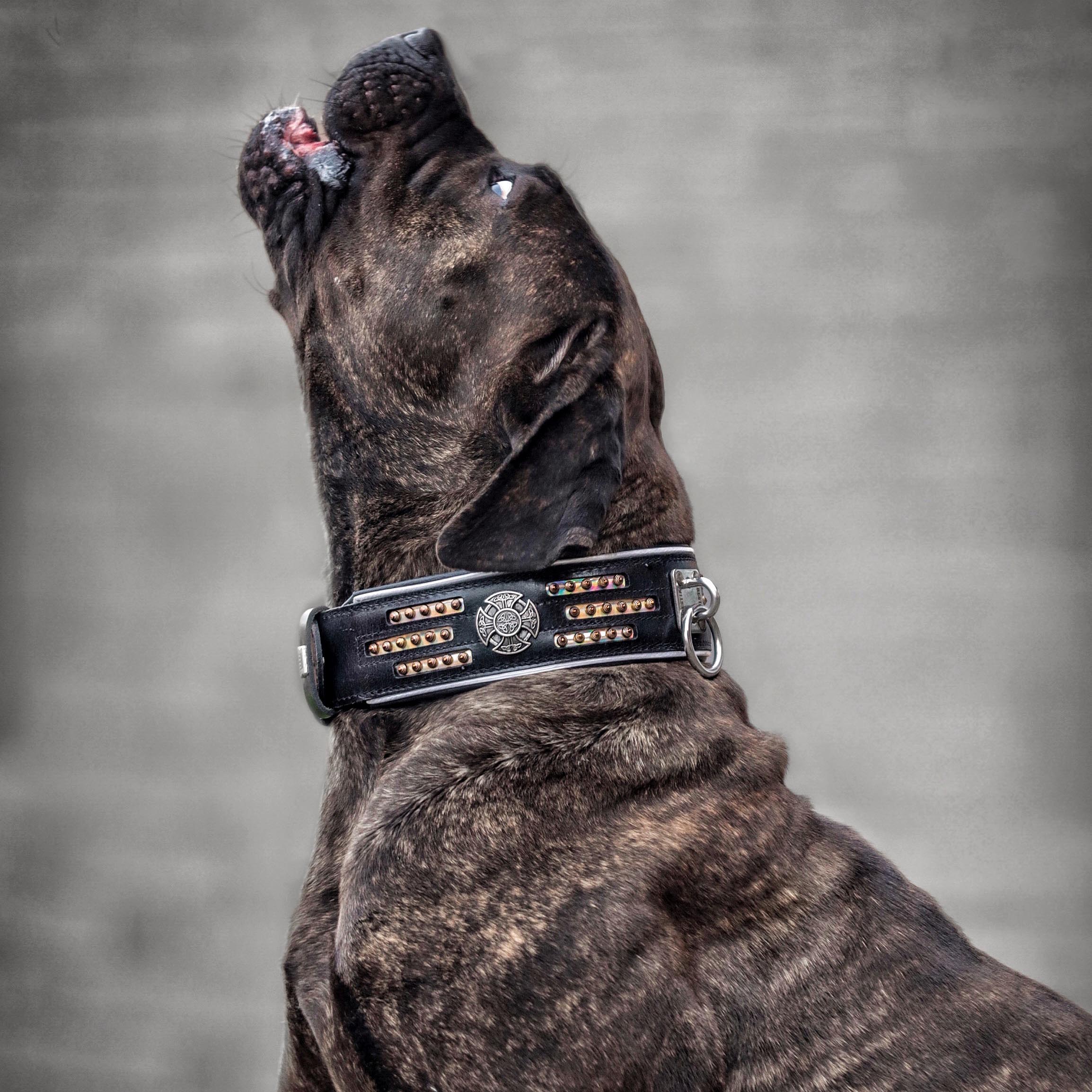 "Atlantis" Dog Collar