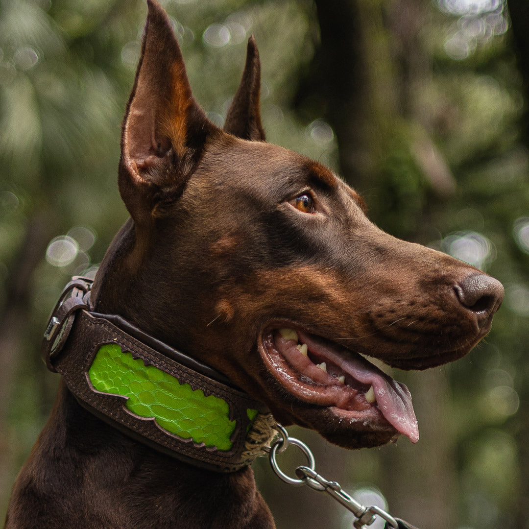 The ''Venom'' Dog Collar