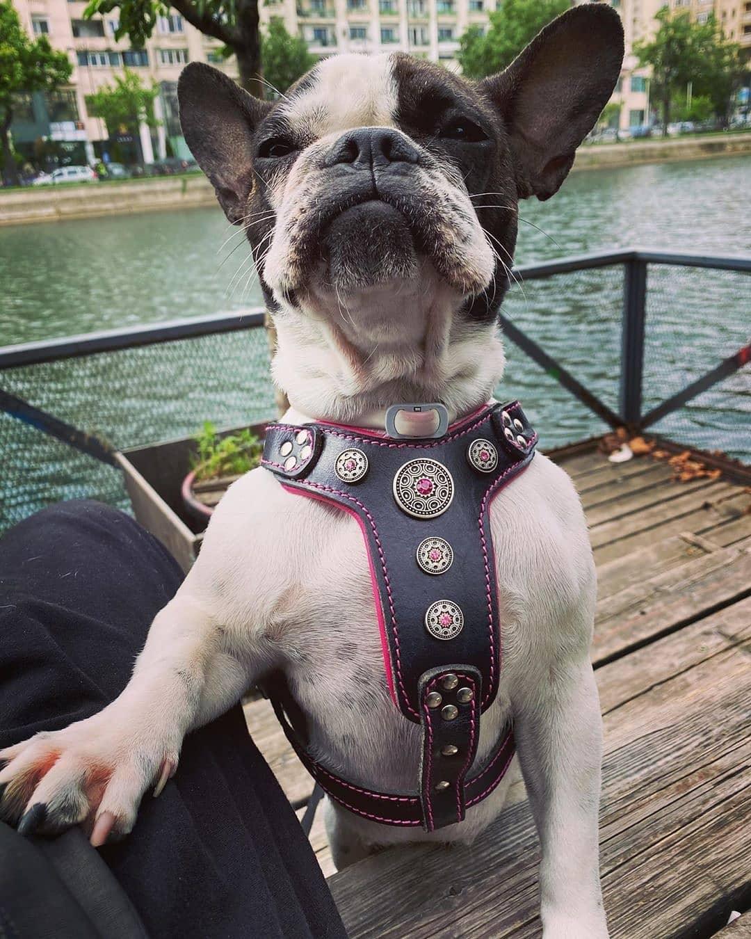 The "Bijou" Dog Harness for Small to Medium Breeds. Black & Pink