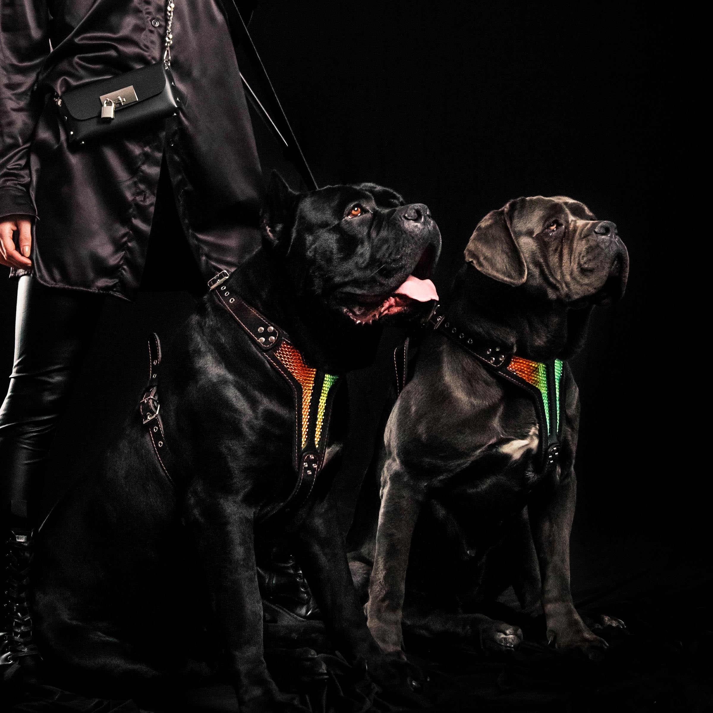 The "D`Albertis" Dog Harness LIMITED