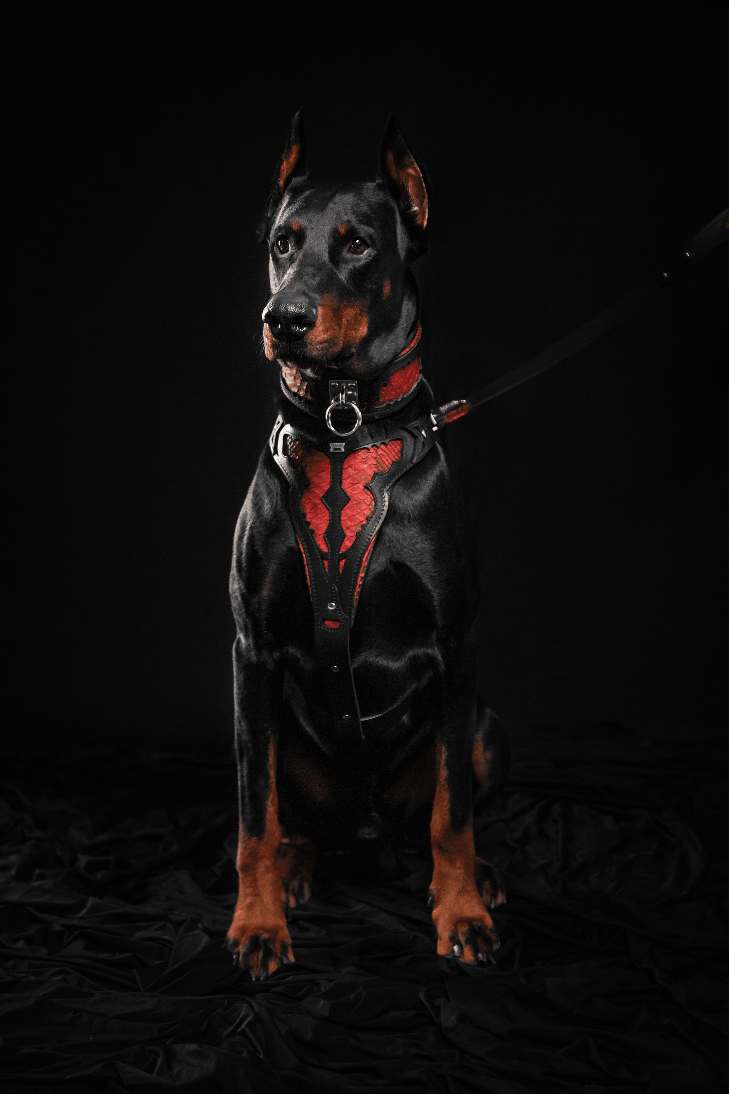 The "Red Dragon" Dog Harness
