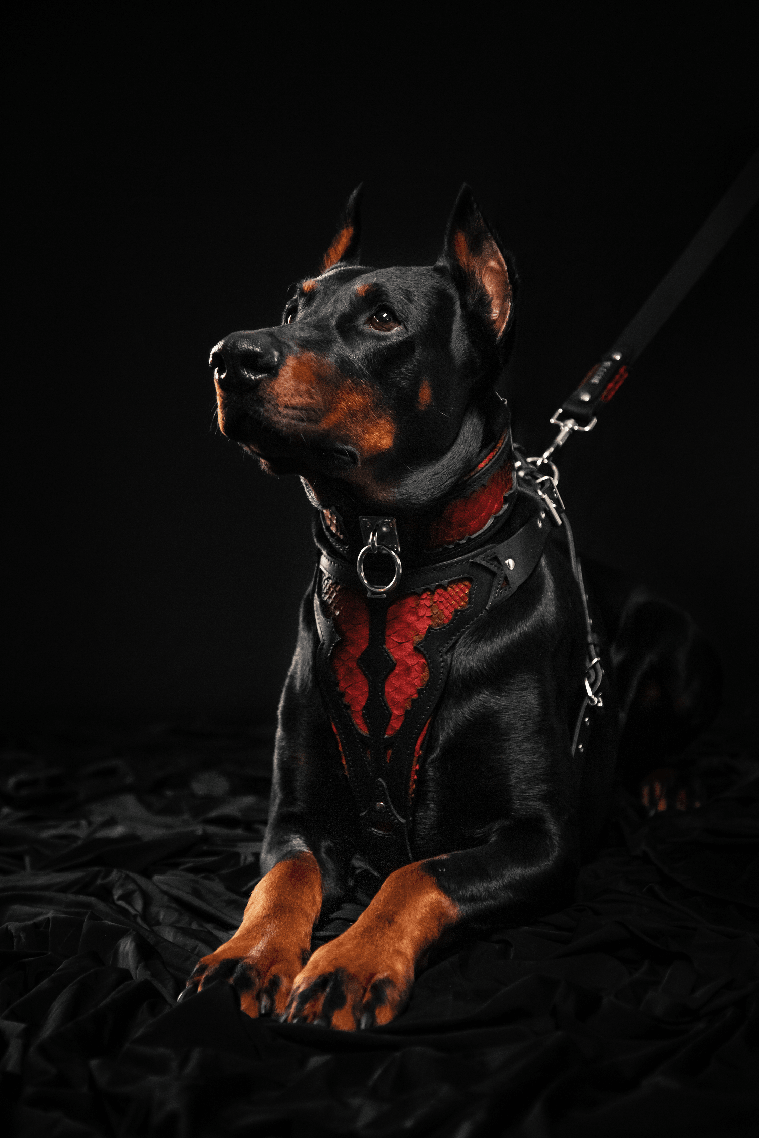 The "Red Dragon" Dog Harness