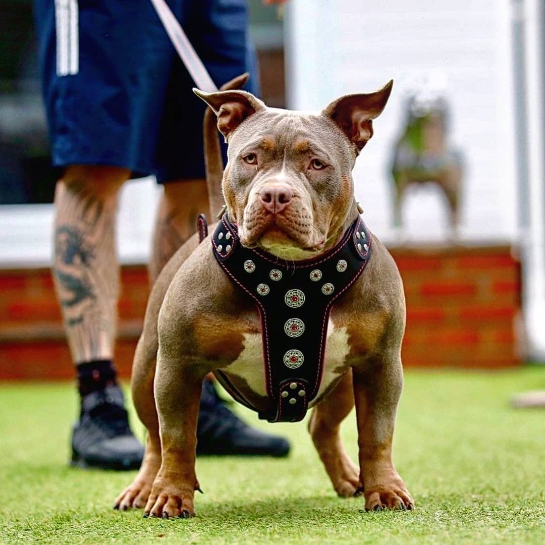 "Bijou" Harness for Big Dogs. Black & Pink