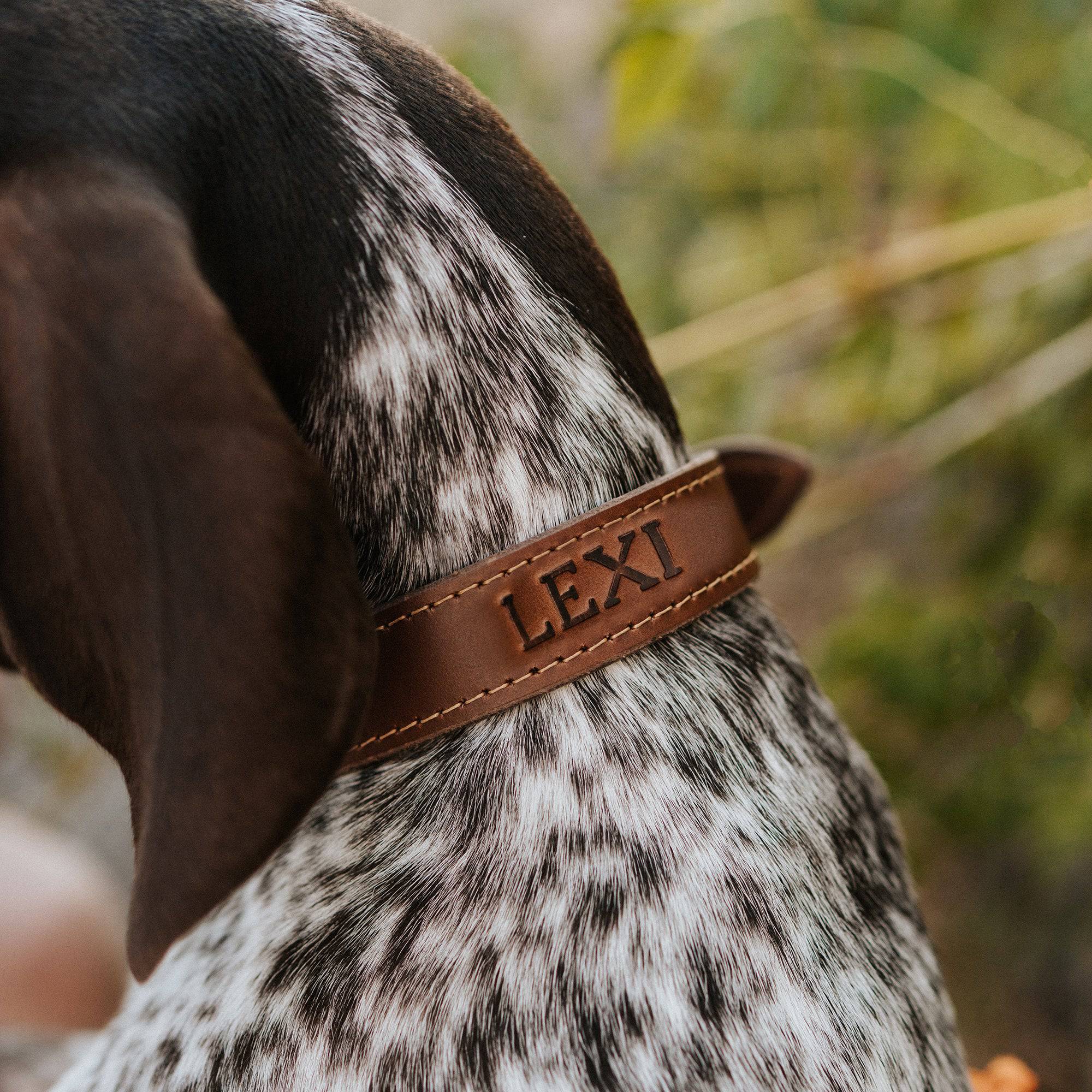Leather Dog Collar - Designer