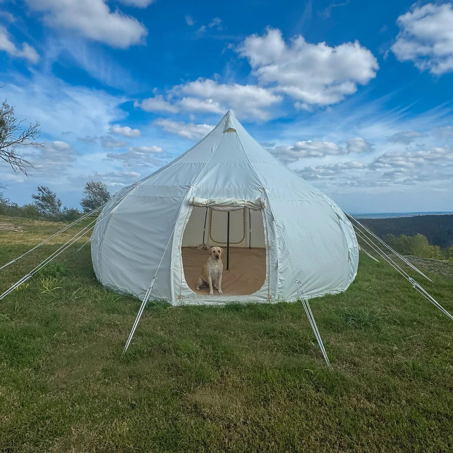 White tent with a dog peeking out in a grassy field under a blue sky with clouds