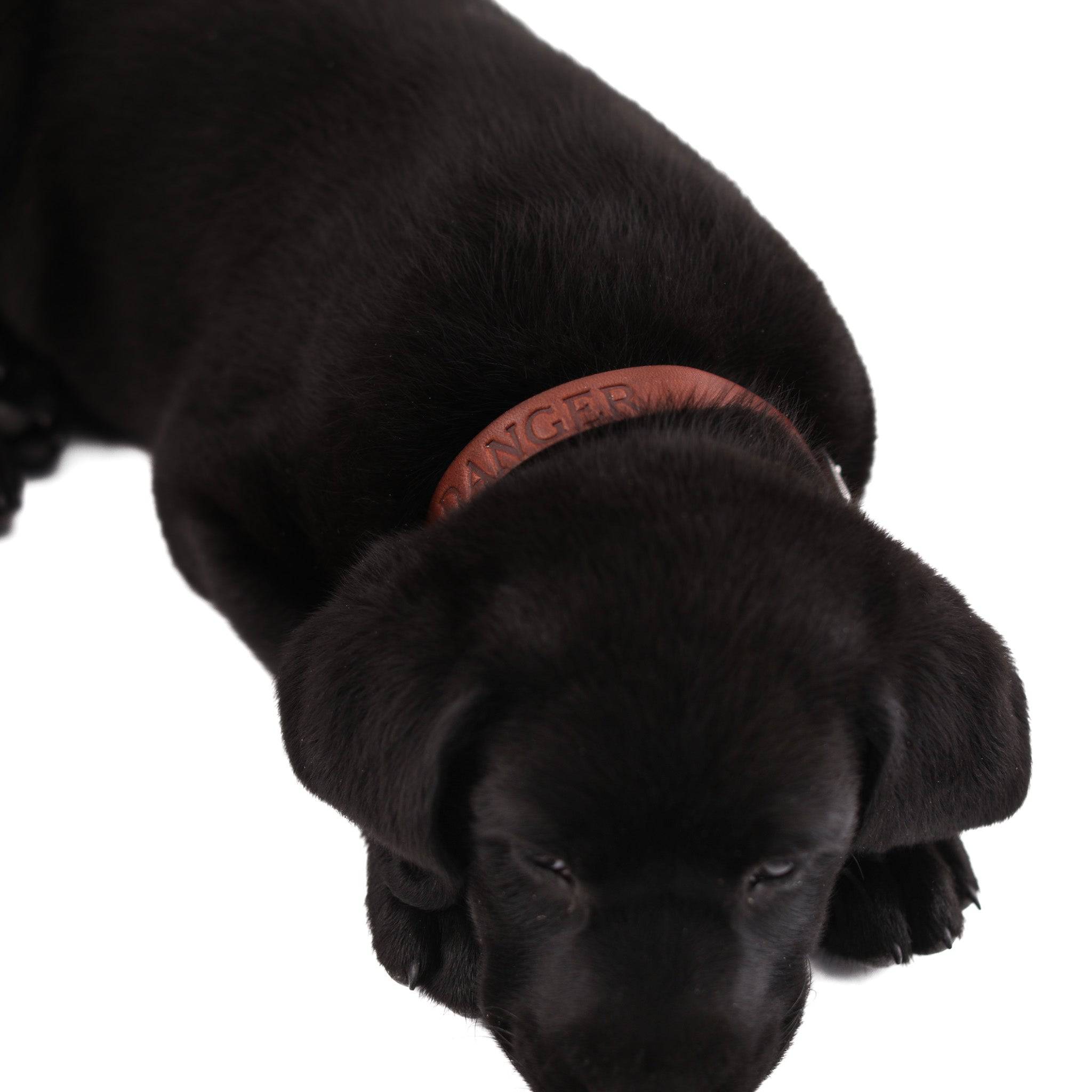 Leather Dog Collar - Classic