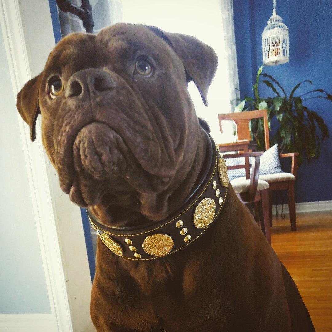 The "Maximus" Collar 2.5-inch Wide. Brown & Gold