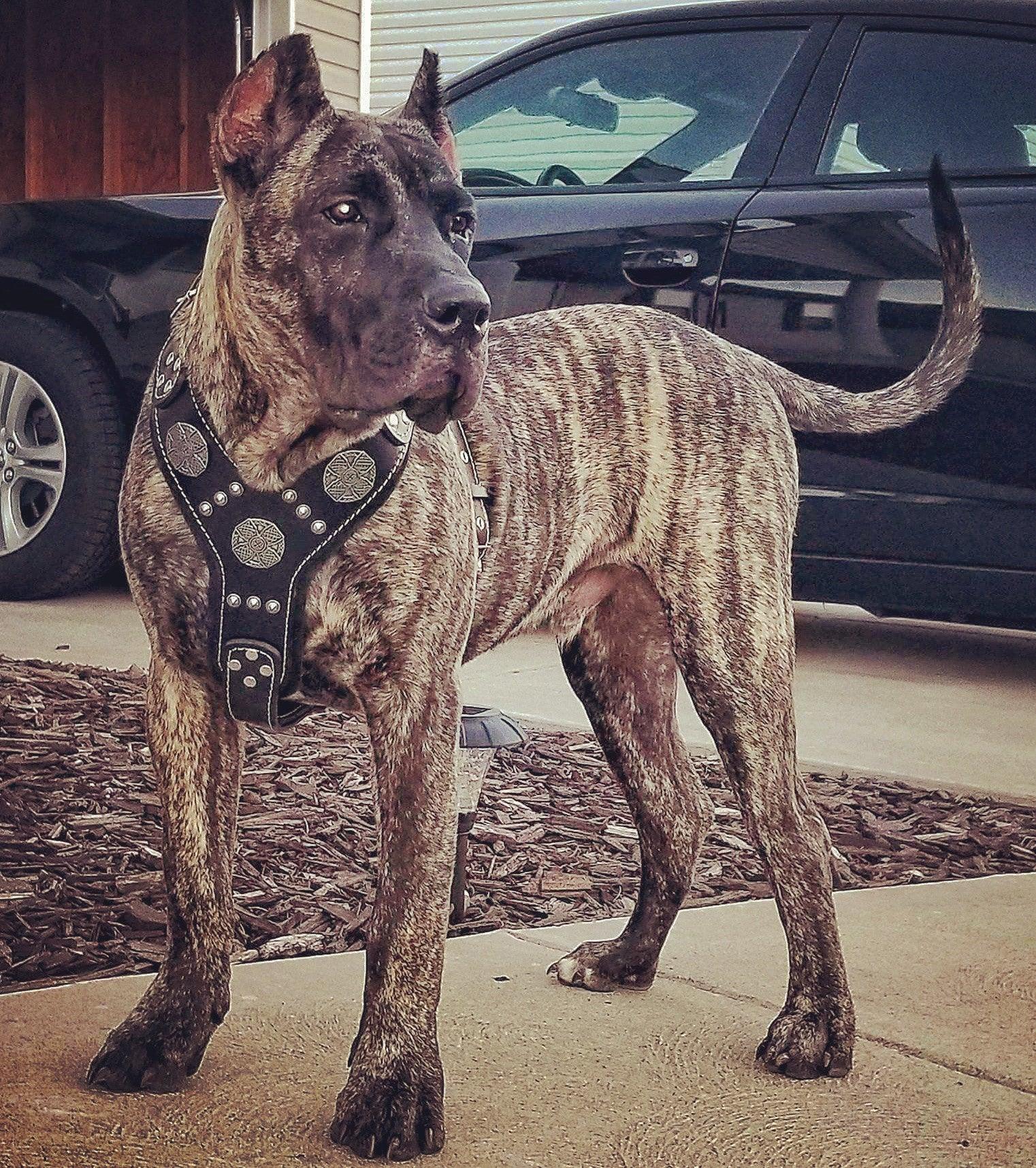 The "Maximus" Silver Dog Harness