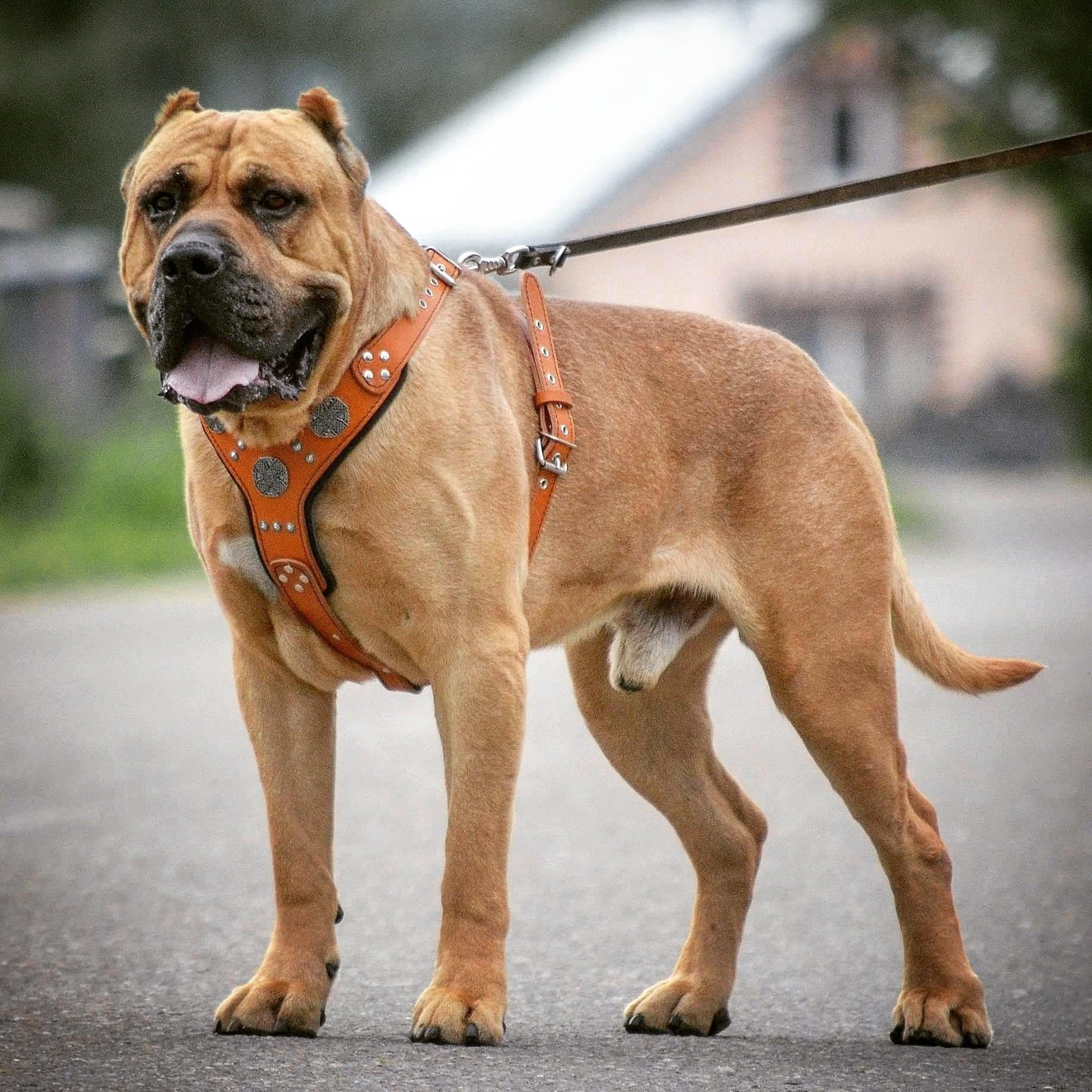 The "Maximus" Silver Dog Harness
