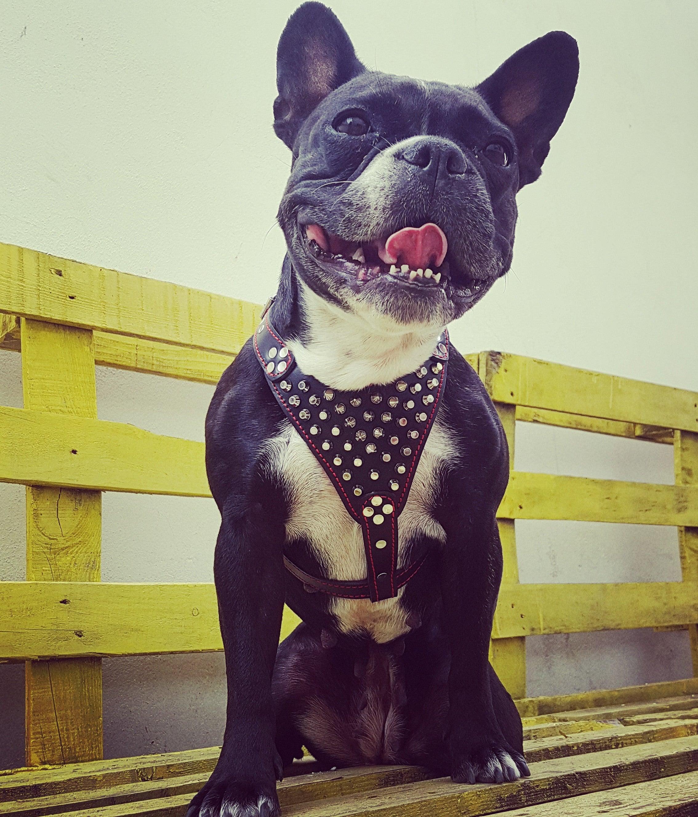 "Frenchie" Studded Leather Dog Harness for Small to Medium Breeds