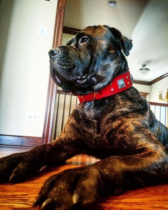 The "Eros" Dog Collar 2.5-inch Wide. Red