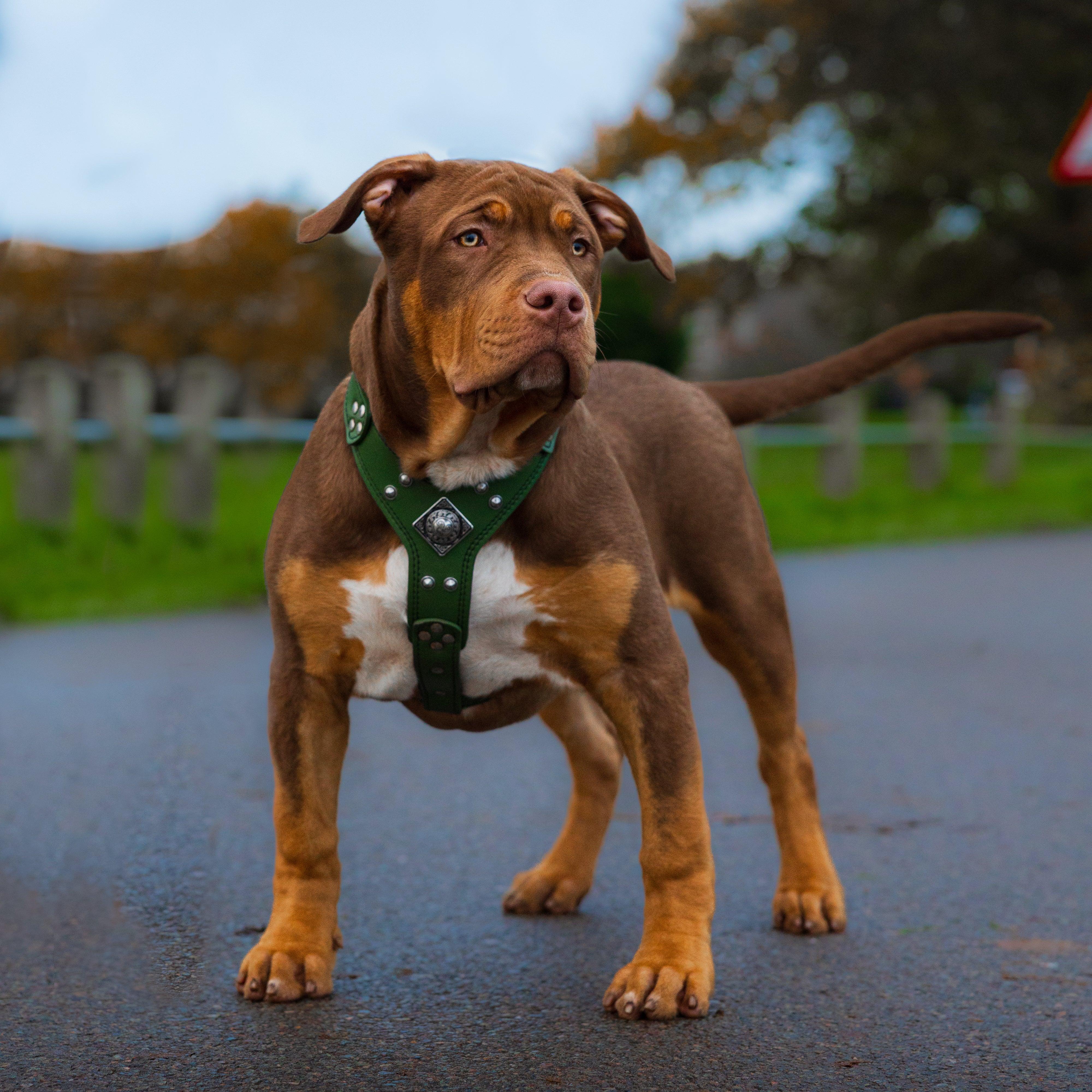 The "Eros" Dog Harness Green Small to Medium Size