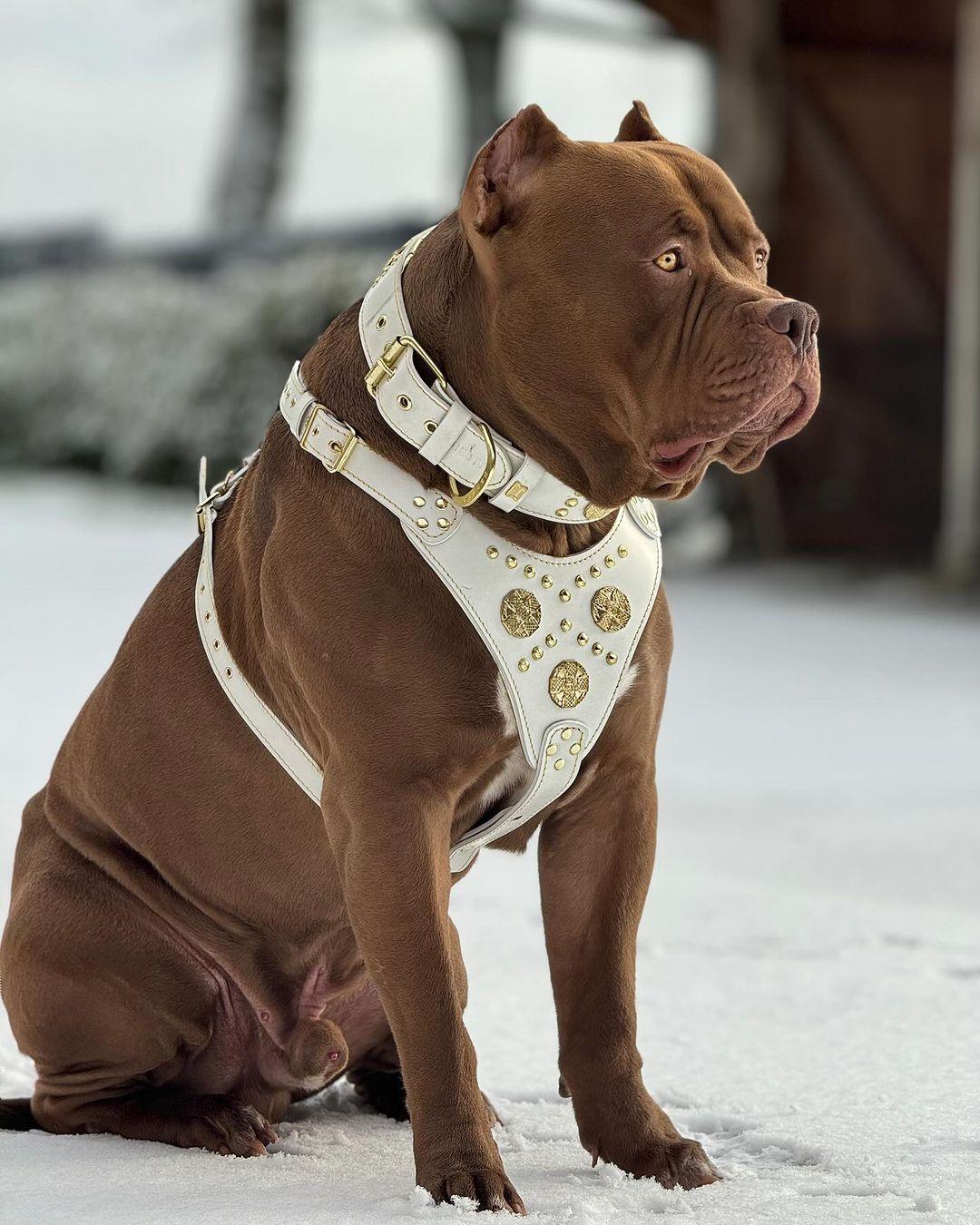 The "Maximus" Dog Harness. White