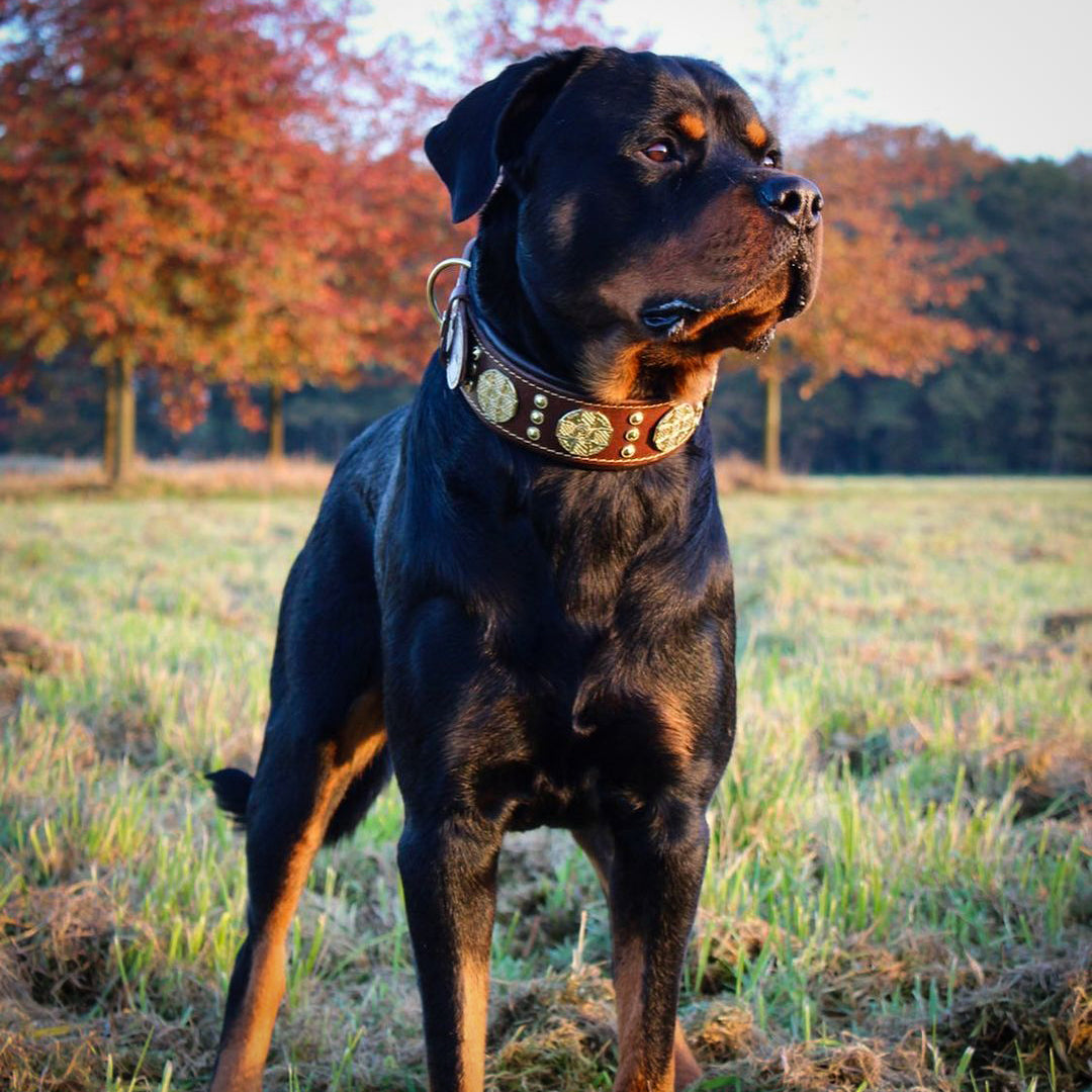 The "Maximus" Collar 2.5-inch Wide. Brown & Gold