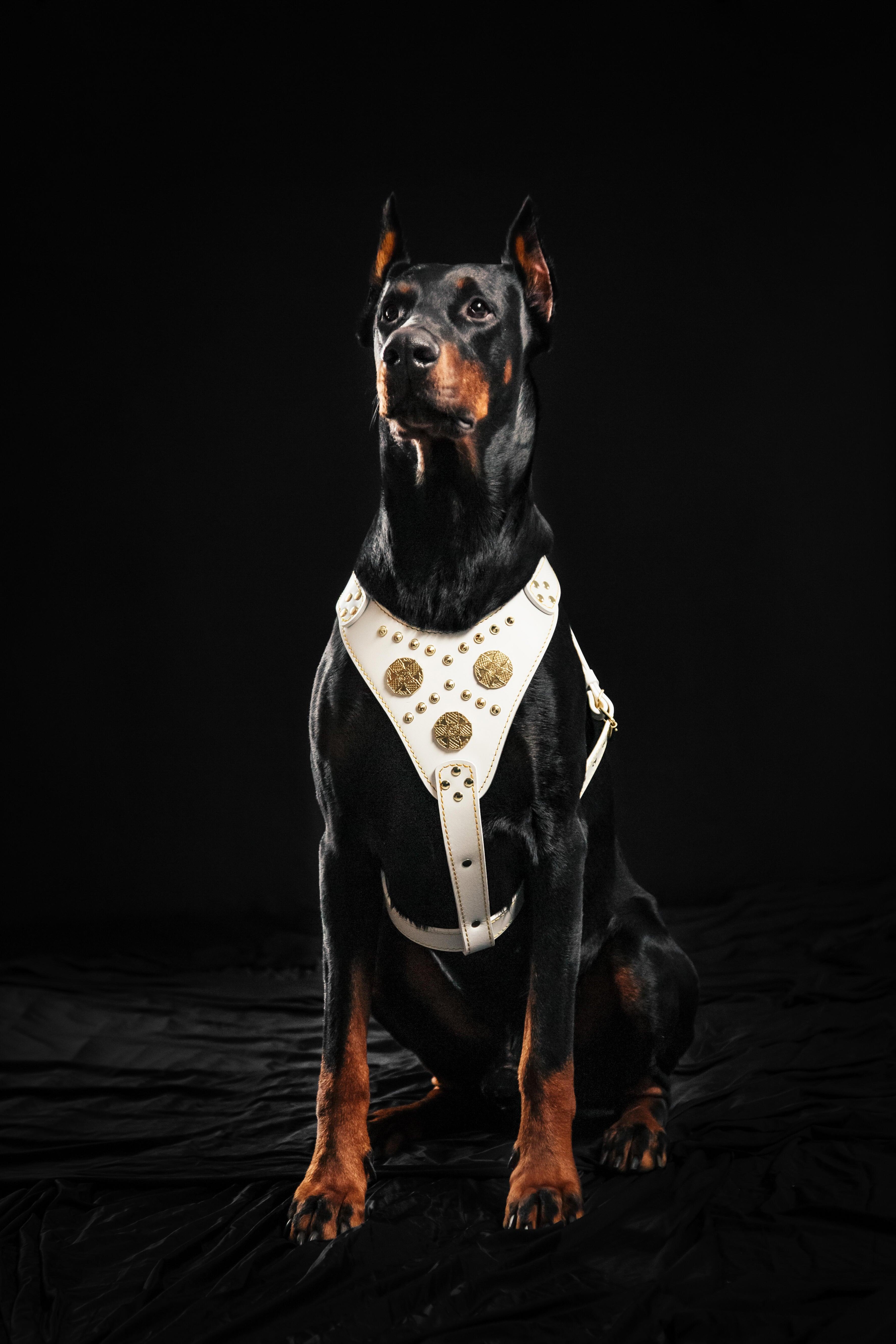 The "Maximus" Dog Harness. White