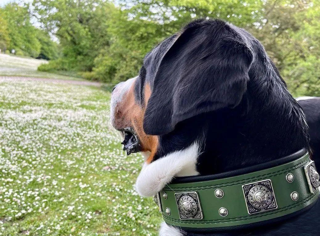 The "Eros" Dog Collar 2.5-inch Wide. Green