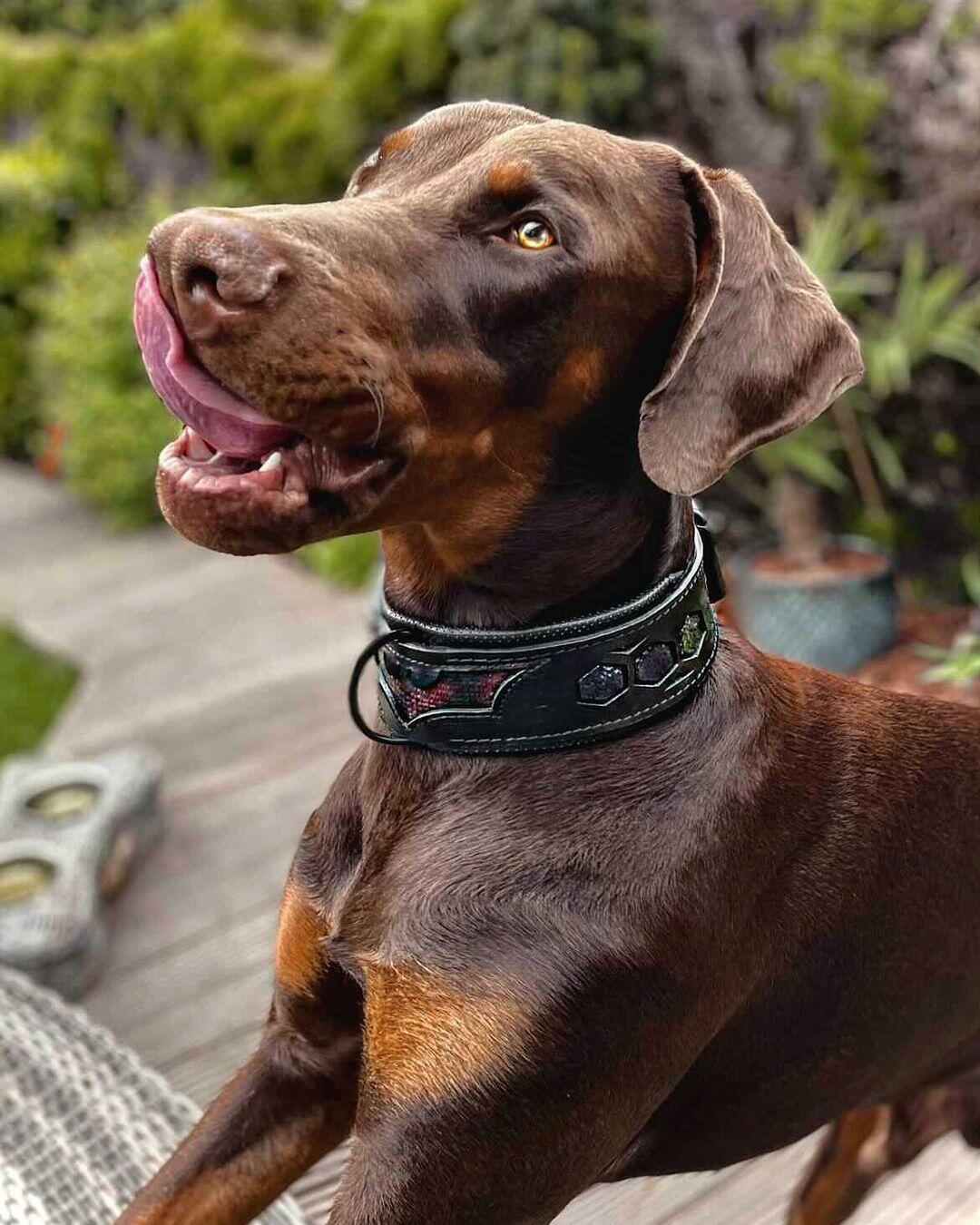 "Batman" Dog Collar
