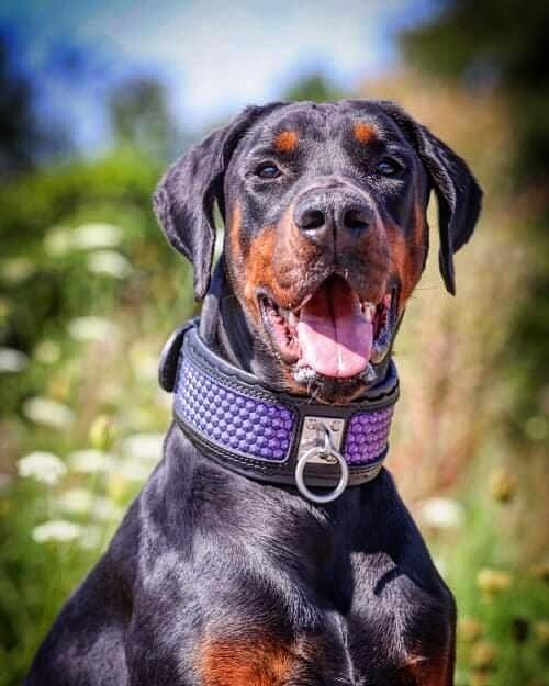 The "Hexagon" LIMITED Dog Collar Exclusive Design