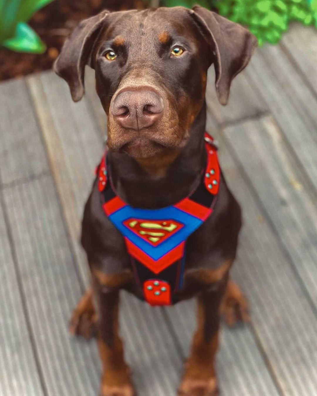 "Superdog" Dog Harness