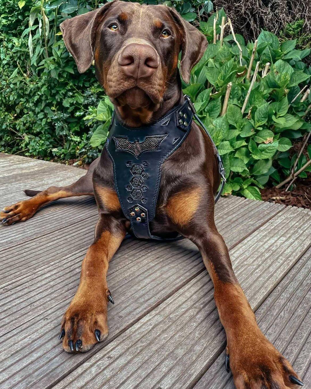 "BATMAN" Dog Harness