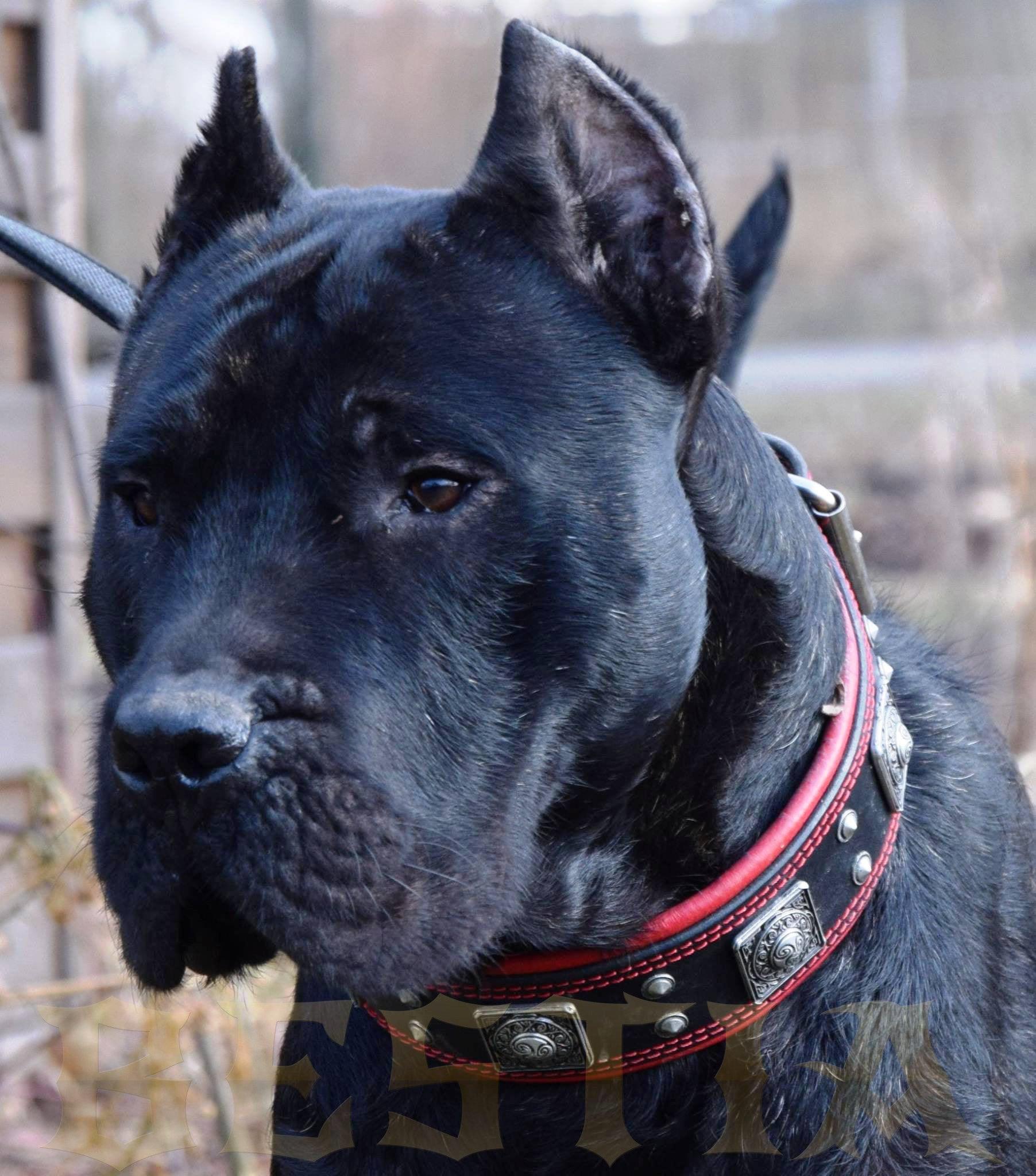 The "Eros" Dog Collar 2.5-inch Wide. Black & Red